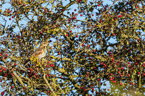 Redwing