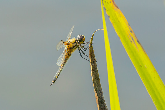 Dragonfly