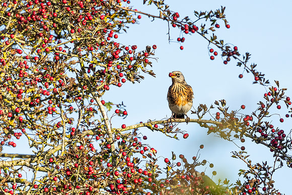 Fieldfare