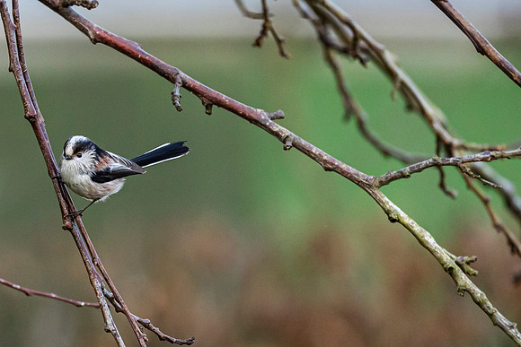 Long Tail Tit