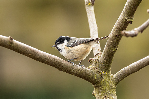 Coal Tit