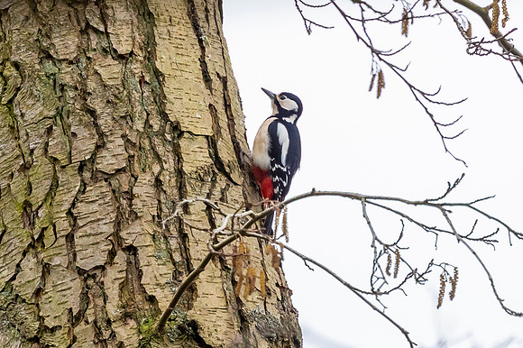 Great Spotted Woodpecker
