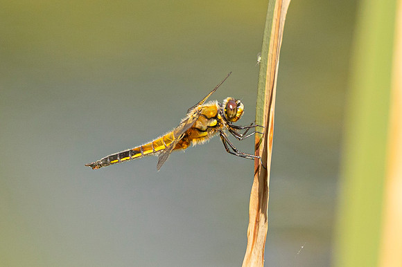 Dragonfly