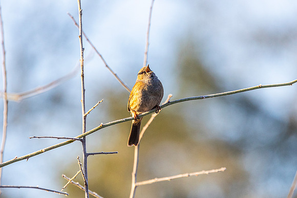 Dunnock