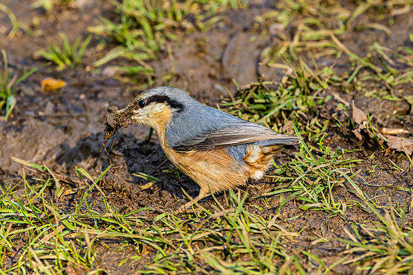 Nuthatch
