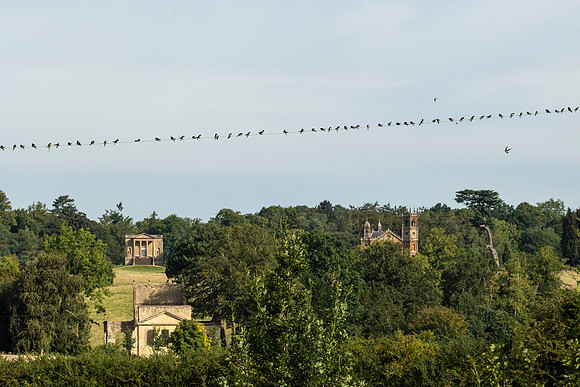 Swallows on wire