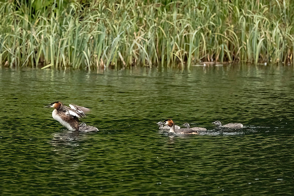 Crested Grebe and Young
