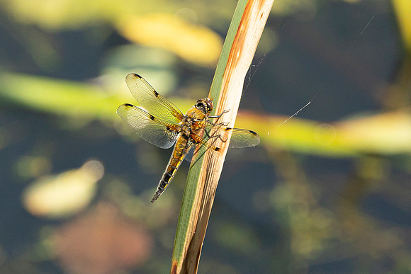 Dragonfly