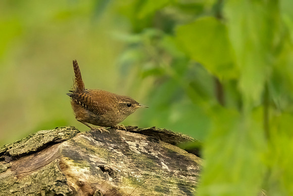 Wren