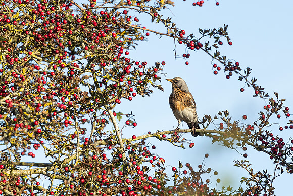 Fieldfare