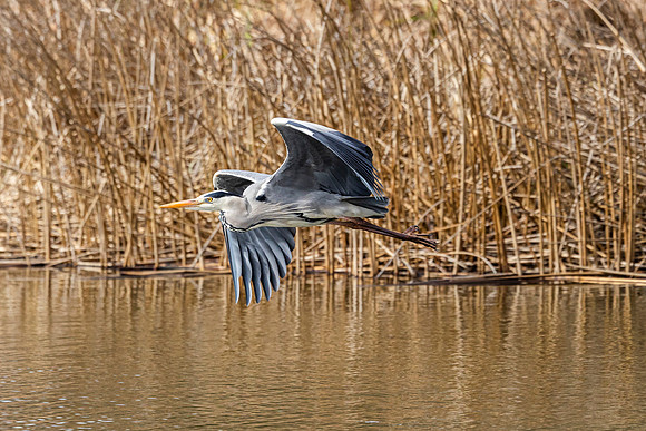 Heron