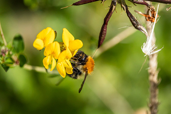 Bee