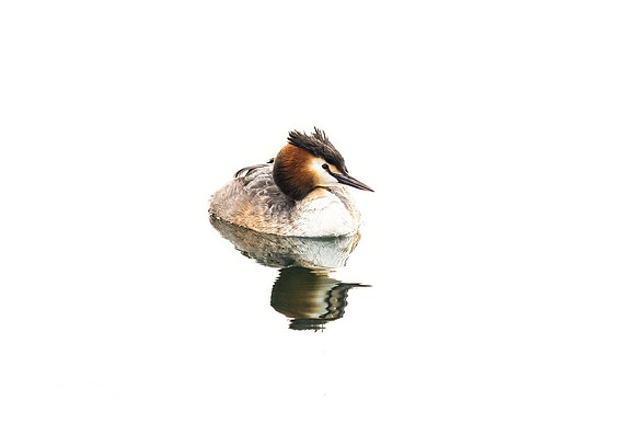 Great Crested Grebe - Wilstone 2022
