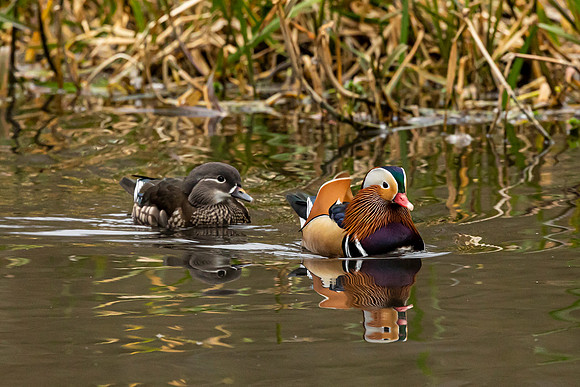 Male and Femail Mandarin Duck - Wendover Canal 2022