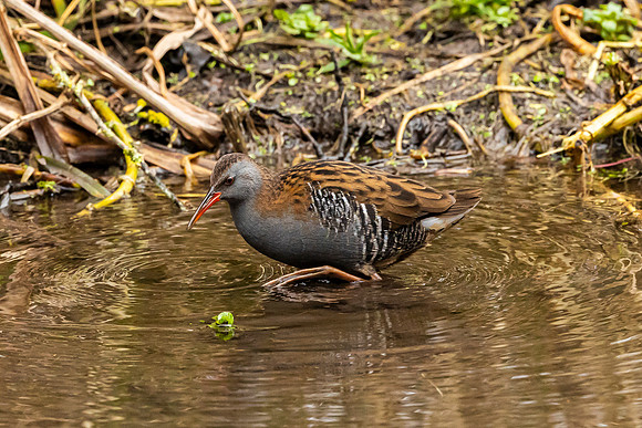 Water Rail - Wendover Canal 2022