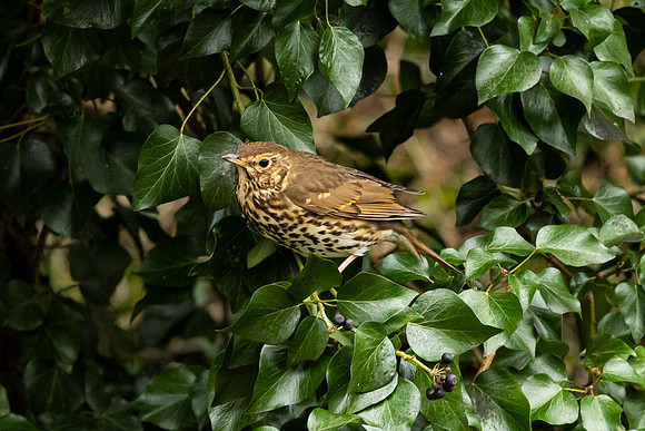 Thrush - Wendover Canal 2022