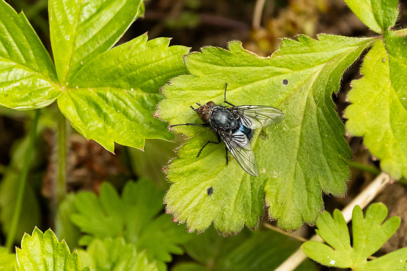 Bottle Fly