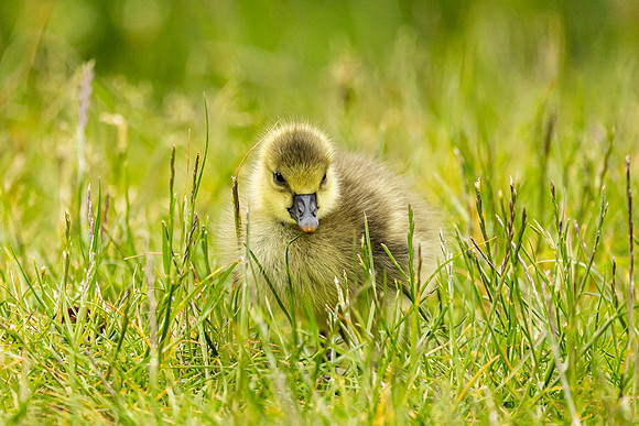 Gosling