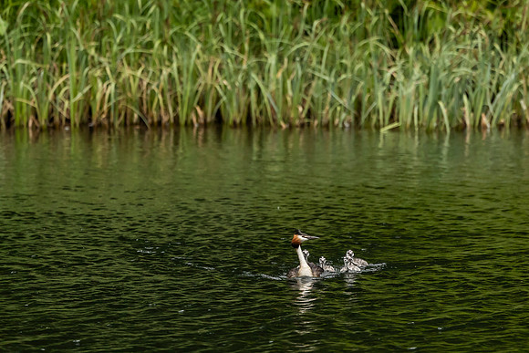 Great Crested Grebe and Young
