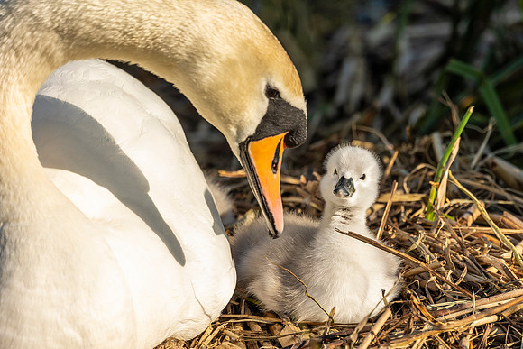 Swan and Young