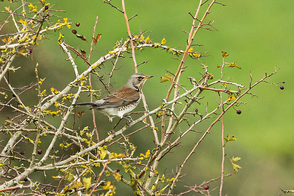 Fieldfare - Wilstone 2022
