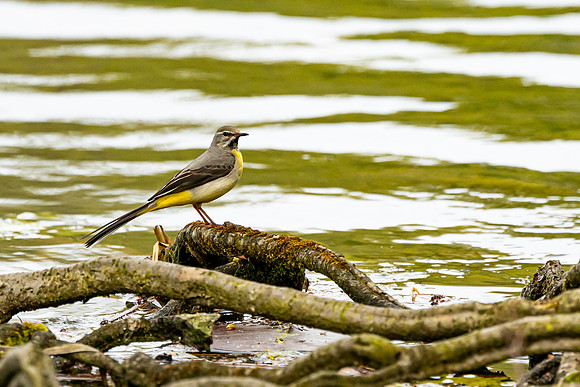 Grey Wagtail