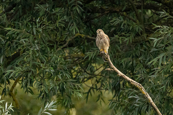 Kestrel -  - Wilstone 2022