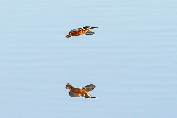 Kingfisher  - Wilstone 2023