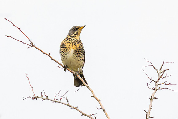 Fieldfare - Wendover Canal 2022