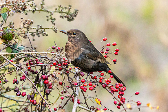 Black Bird - Wilstone 2022