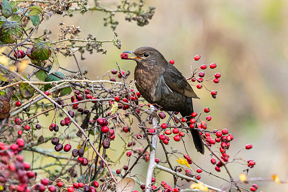 Black Bird - Wilstone 2022