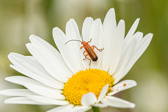 Soldier Beetle