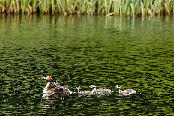 Great Crested Grebe and Young