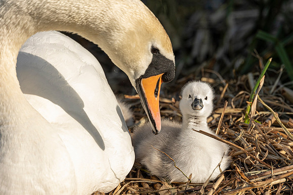 Swan and Young