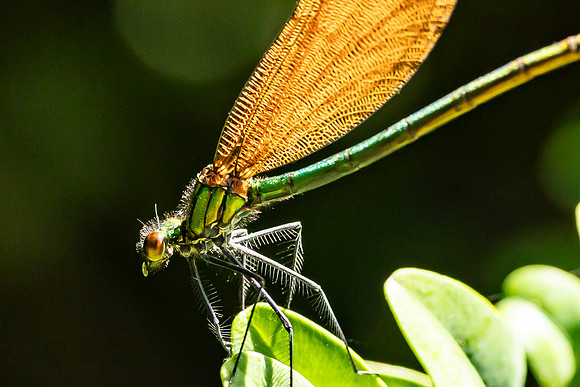 Damselfly