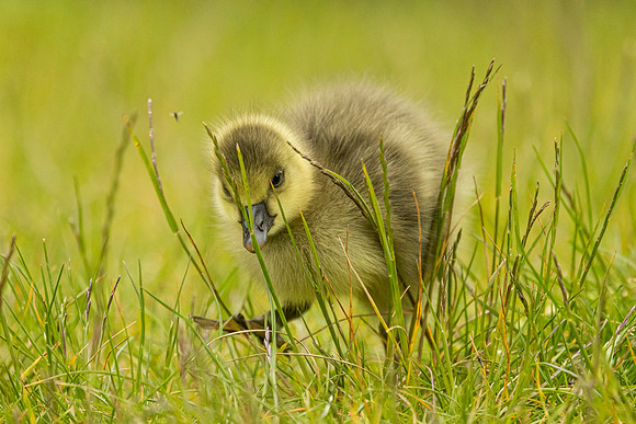 Gosling