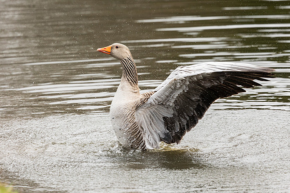 Greylag goose