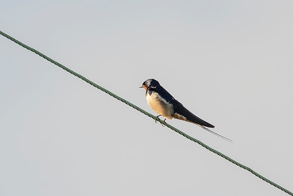 Swallow
