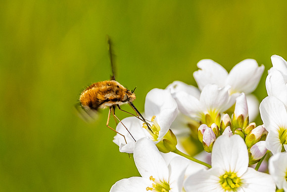 Bee Fly