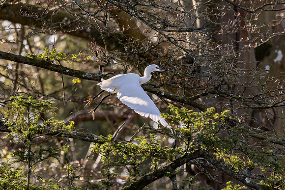 Little Egret