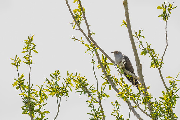 Cuckoo - Wicken Fen