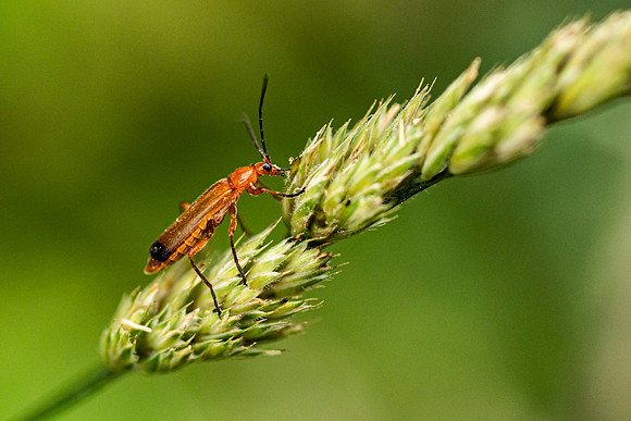 Soldier Beetle
