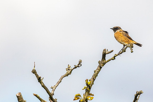 Stonechat - Dunstable Downs