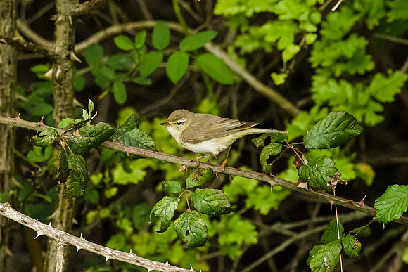 Chiff Chaff - Dunstable Downs