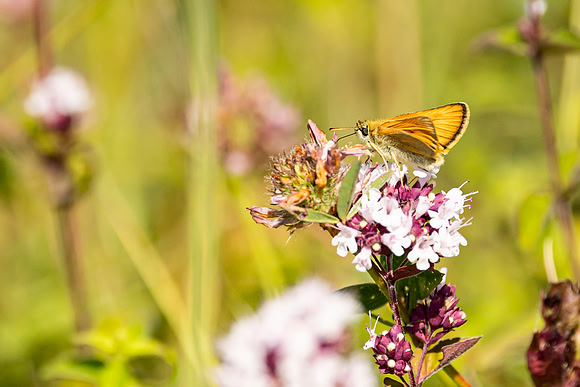 Skipper - Dunstable Downs