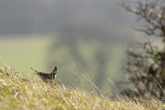 Skylark - Ashridge