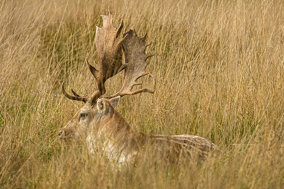 Deer - Charlecote