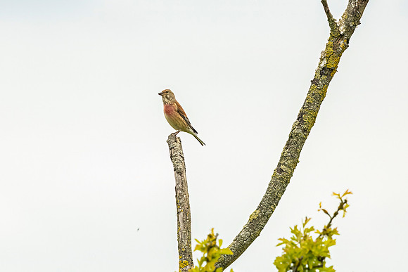 Linnett - Dunstable Downs