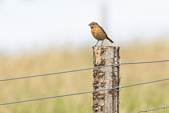 Stonechat - Dunstable Downs