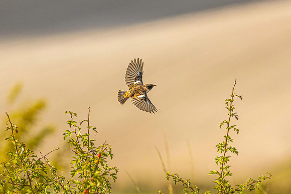 Stonechat - Dunstable Downs